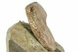 Cretaceous Fossil Ammonite (Hoploscaphites) - South Dakota #189349-2